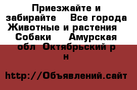 Приезжайте и забирайте. - Все города Животные и растения » Собаки   . Амурская обл.,Октябрьский р-н